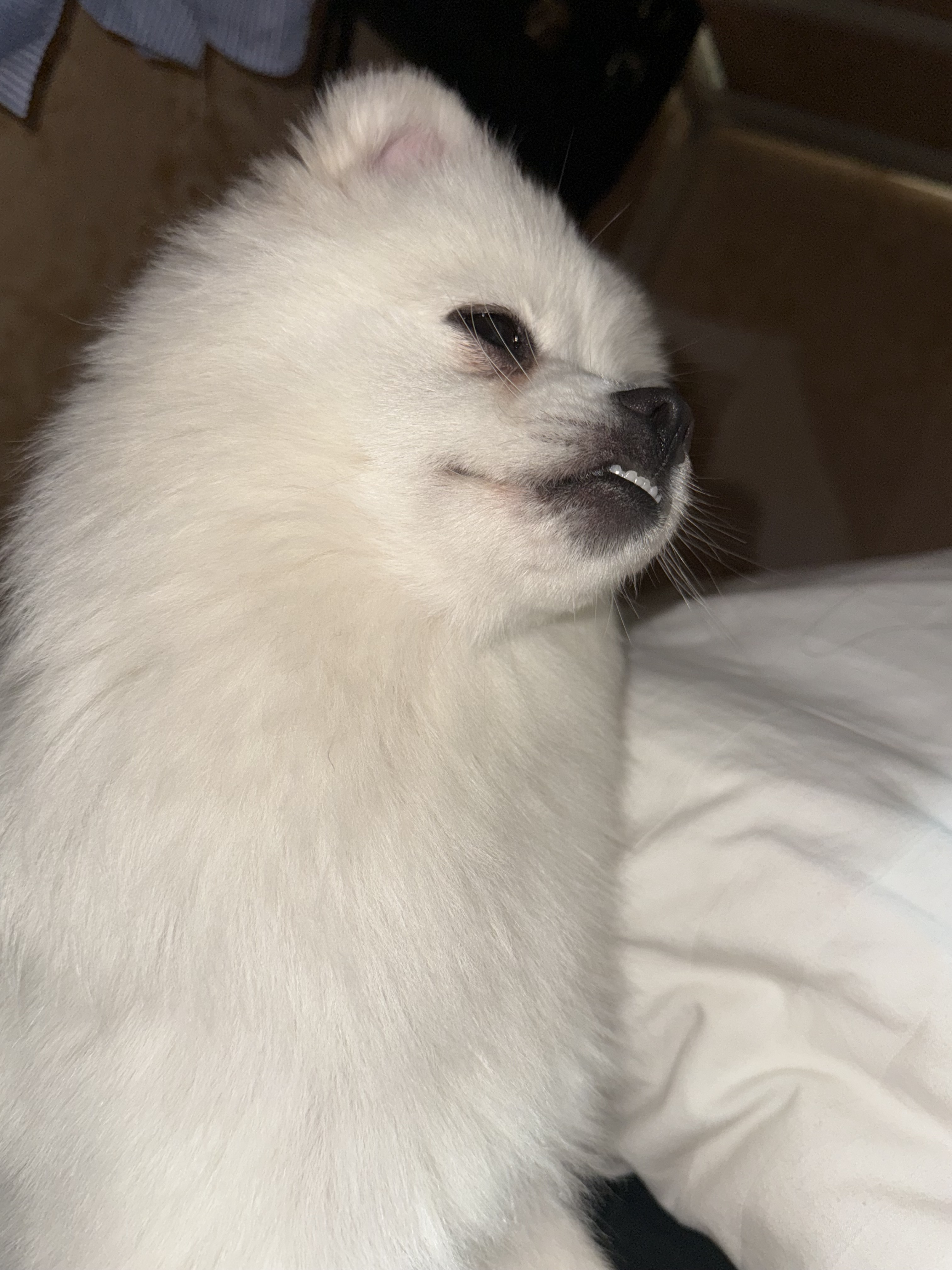 狗狗博美犬