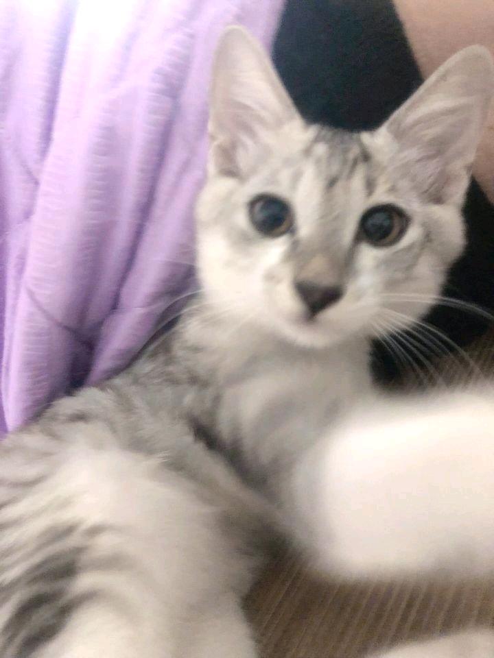 猫猫萌宠档案