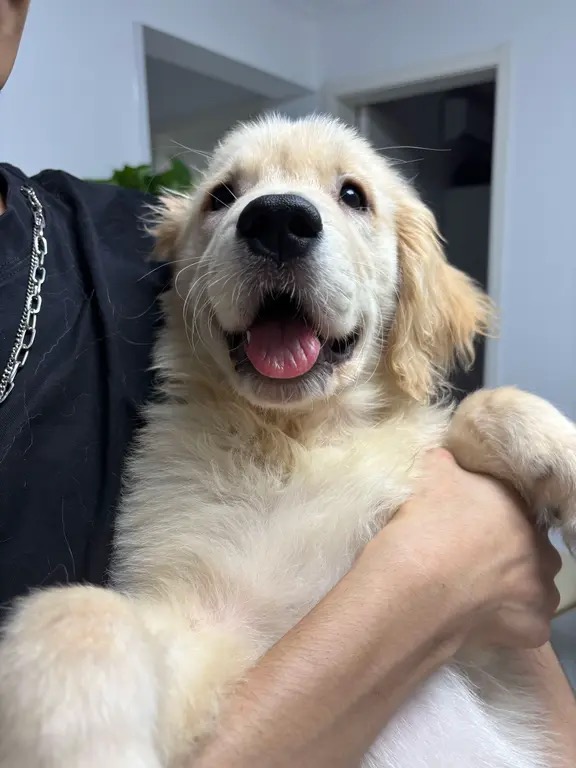狗狗萌宠档案