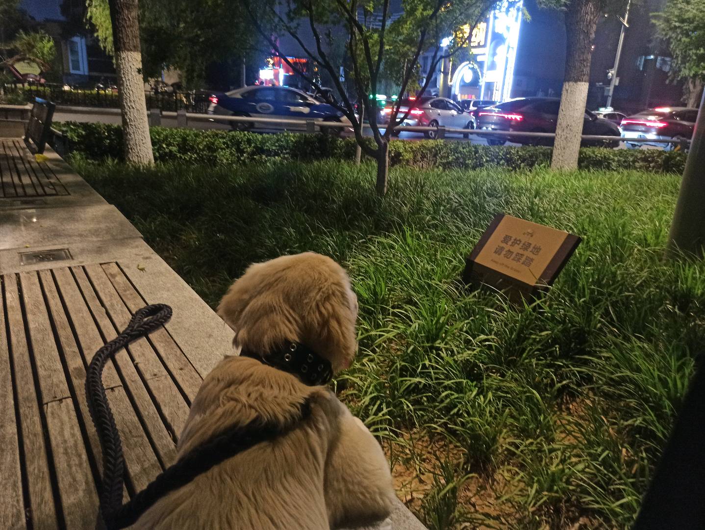 历下卓越广场可以帮忙上门遛狗，不咬人的小狗，价格好说