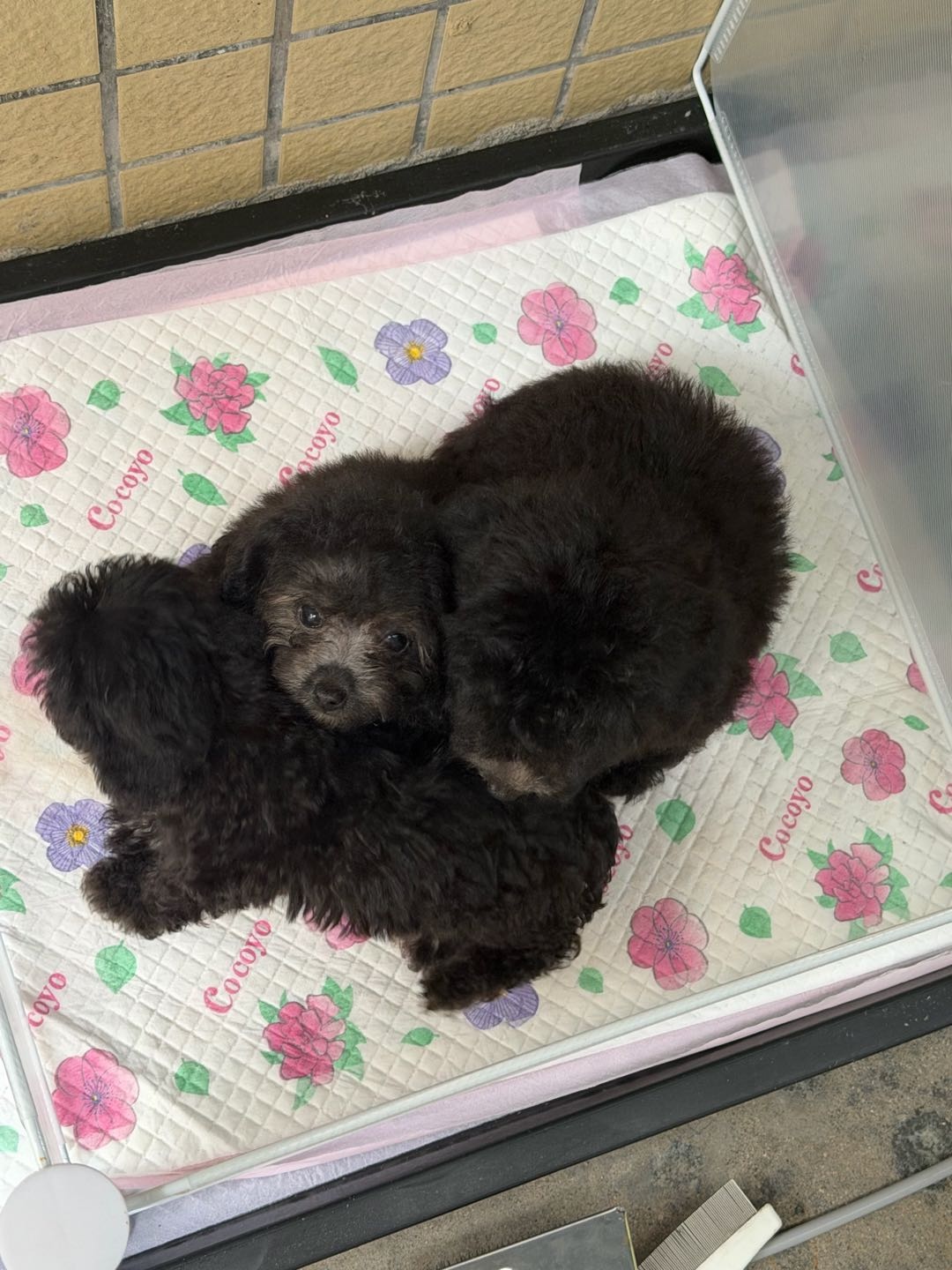狗狗泰迪犬