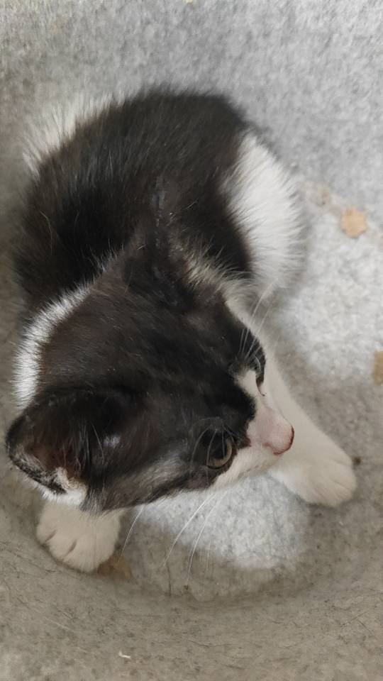 猫猫萌宠档案