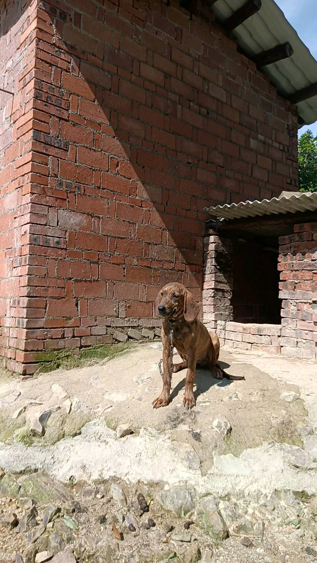 狗狗普罗特猎犬