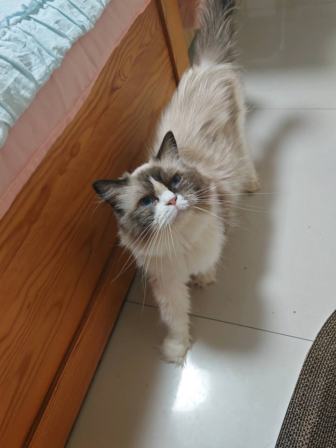 领养加好友发猫猫平常动态，养到一年时间返还押金