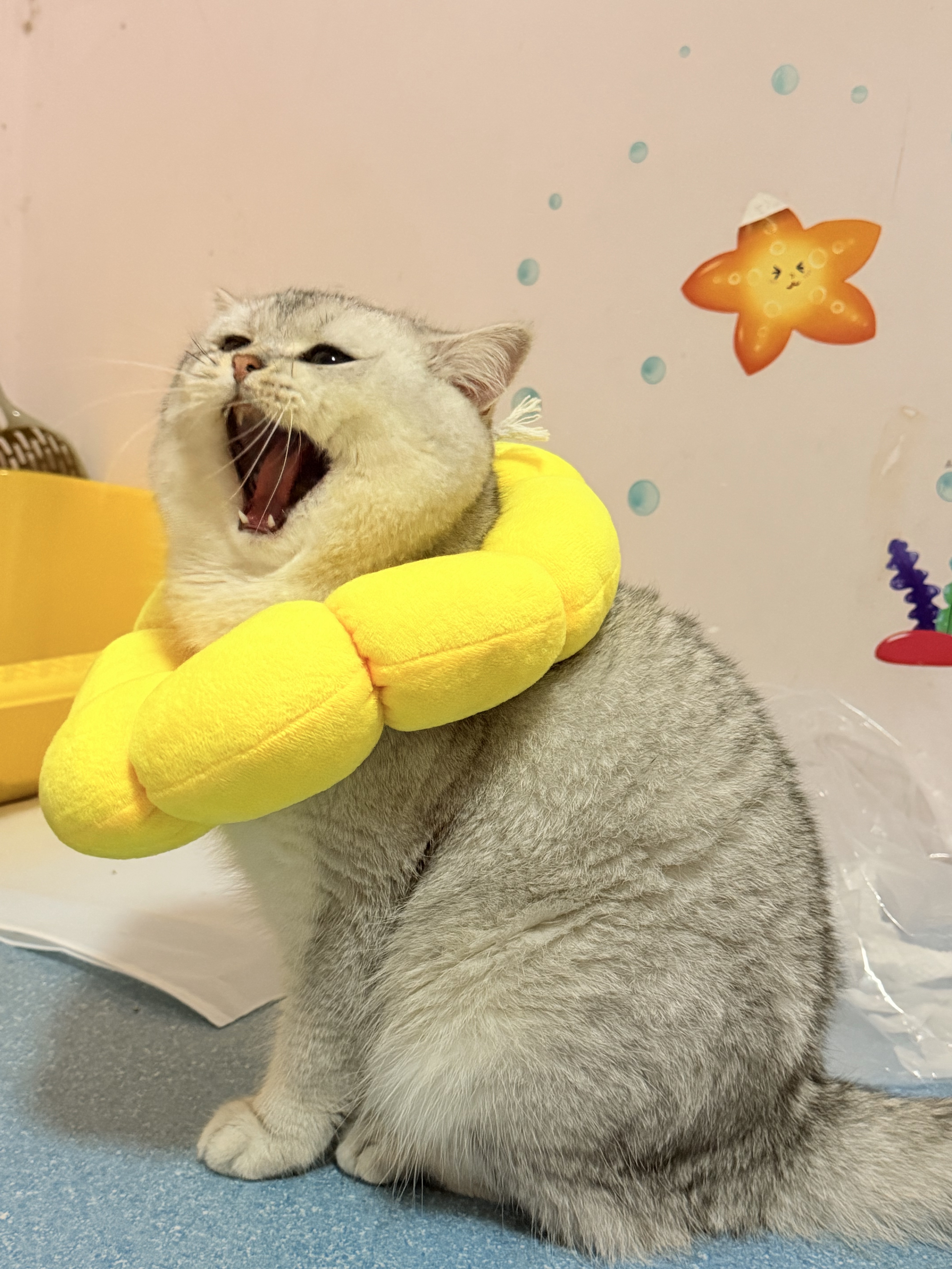 猫猫萌宠档案