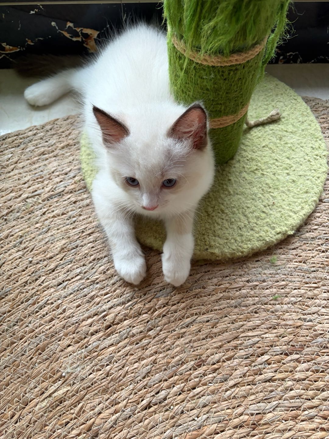 猫猫布偶猫