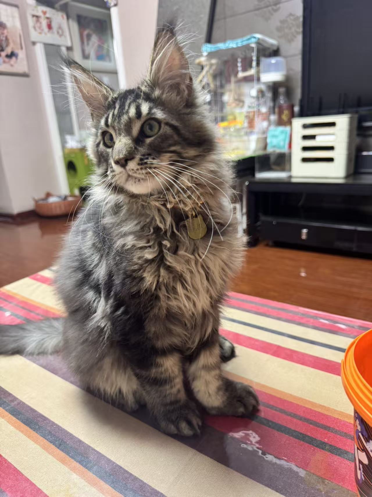 猫猫缅甸猫