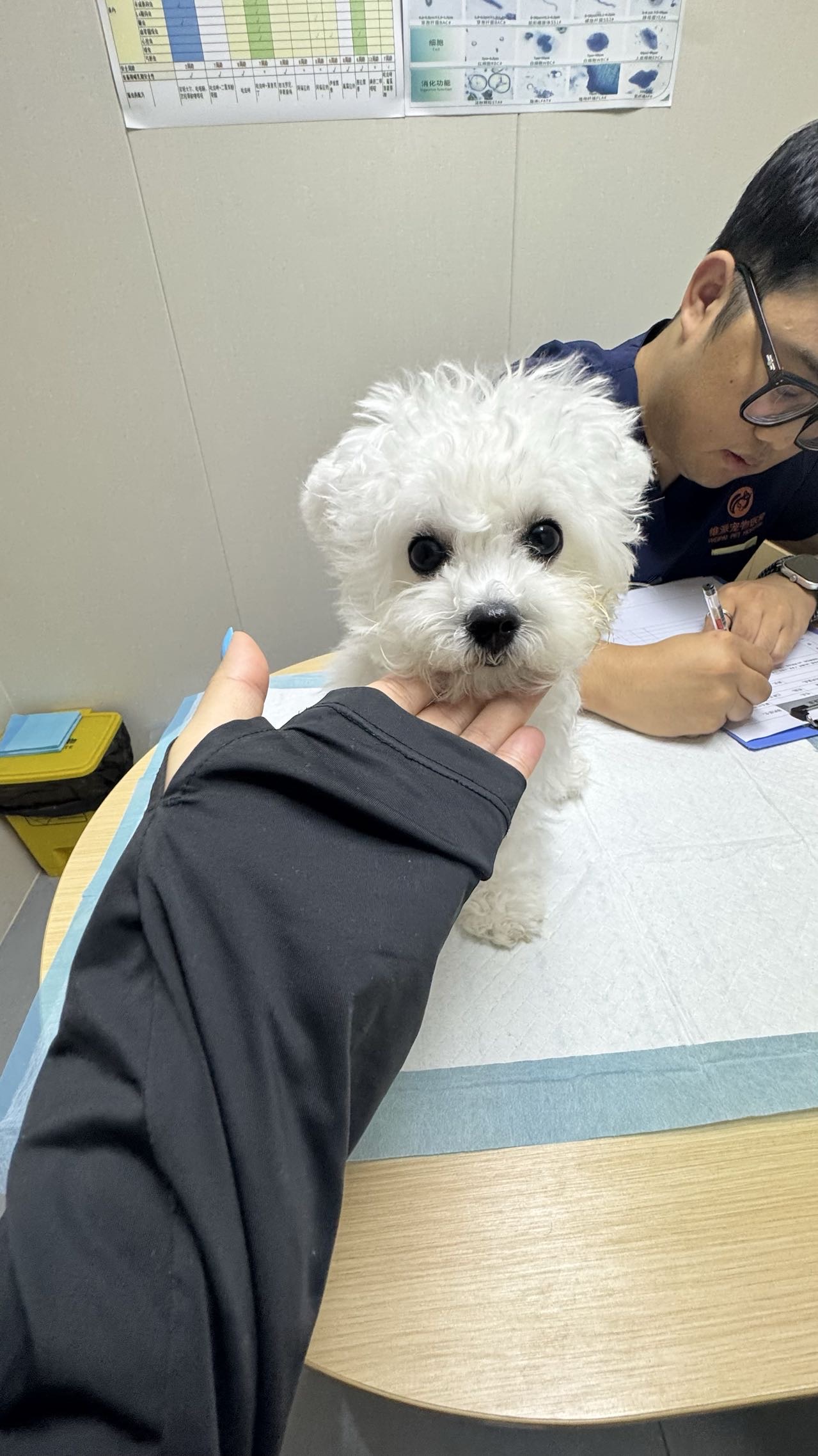 狗狗萌宠档案