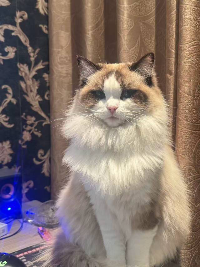 免费领养❤️布偶妹妹
布偶妹妹，温顺颜值高，身体健康
打完所有育苗，已做绝育
领养要求：有稳定住处，家里封窗
科学喂养，…