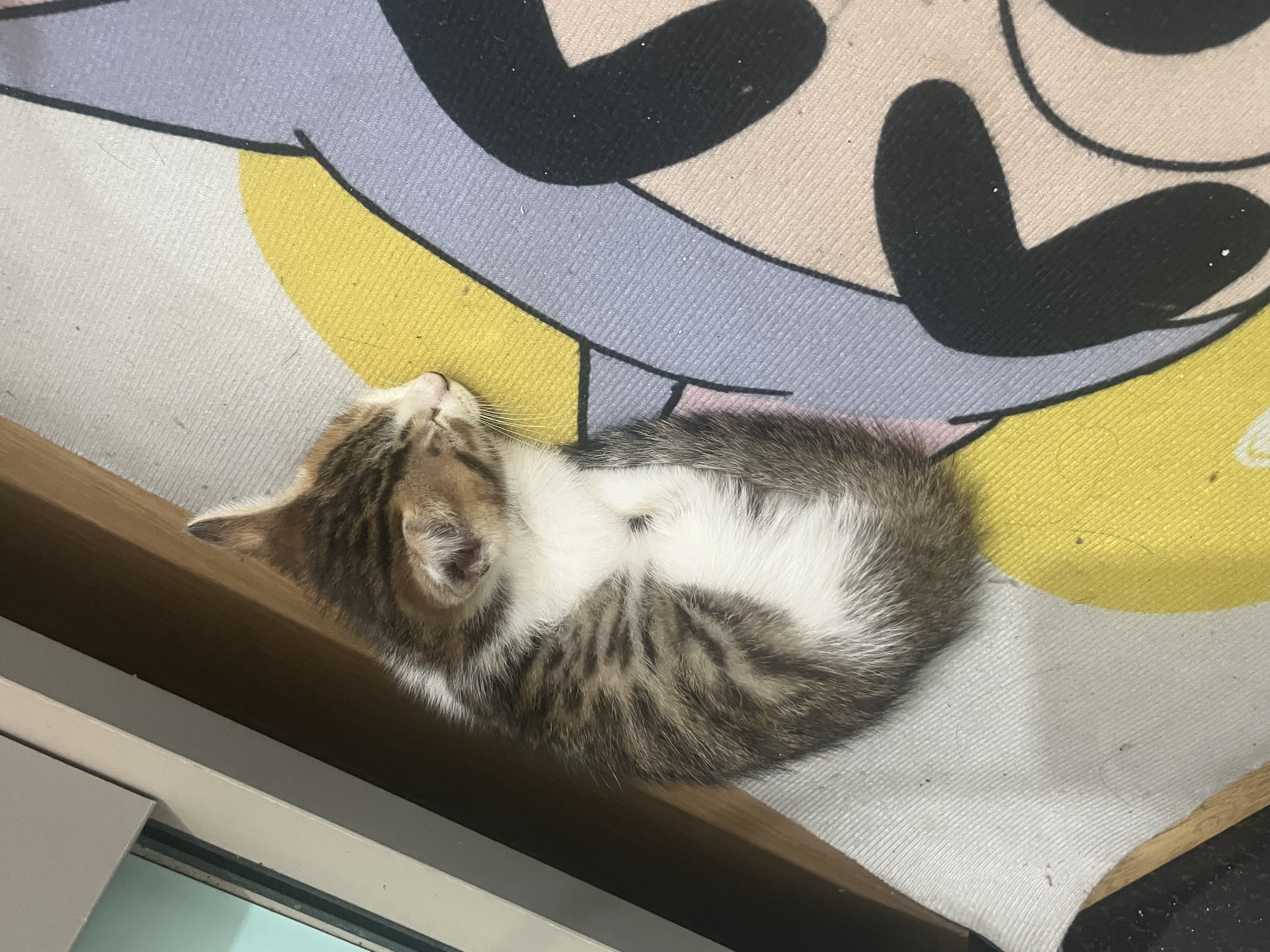 有人要小猫吗三个月大价格随便出