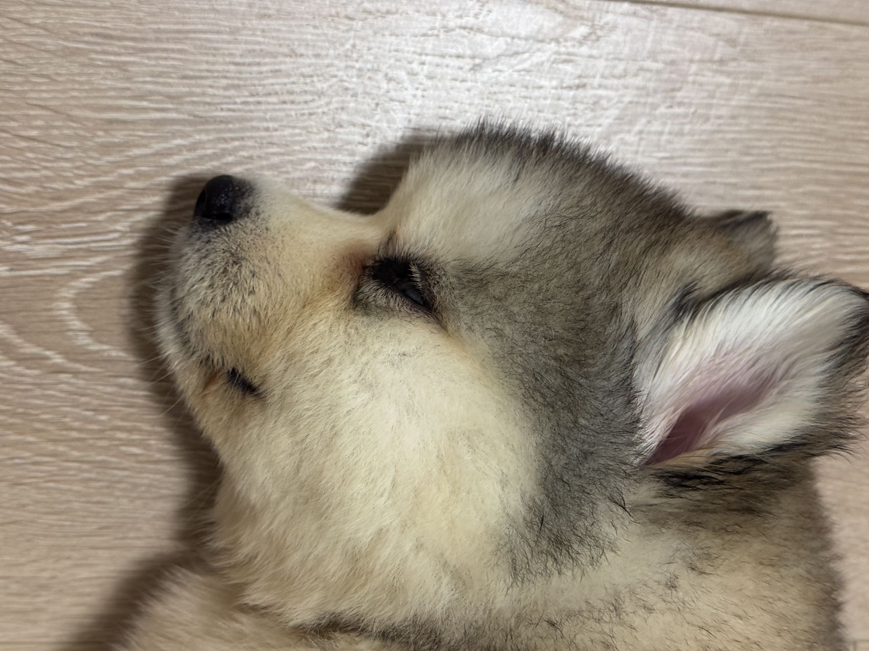 狗狗萌宠档案