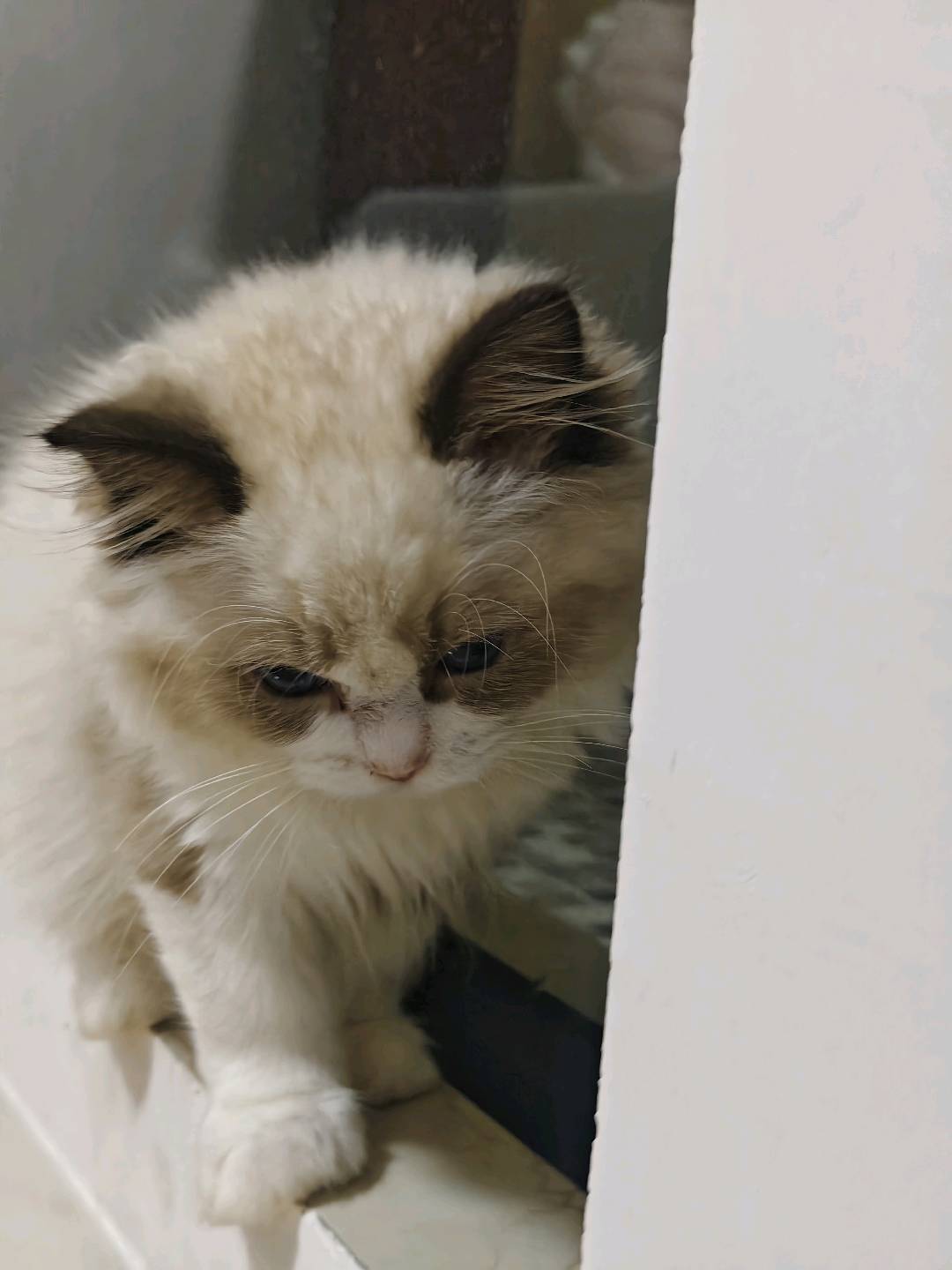 布偶猫