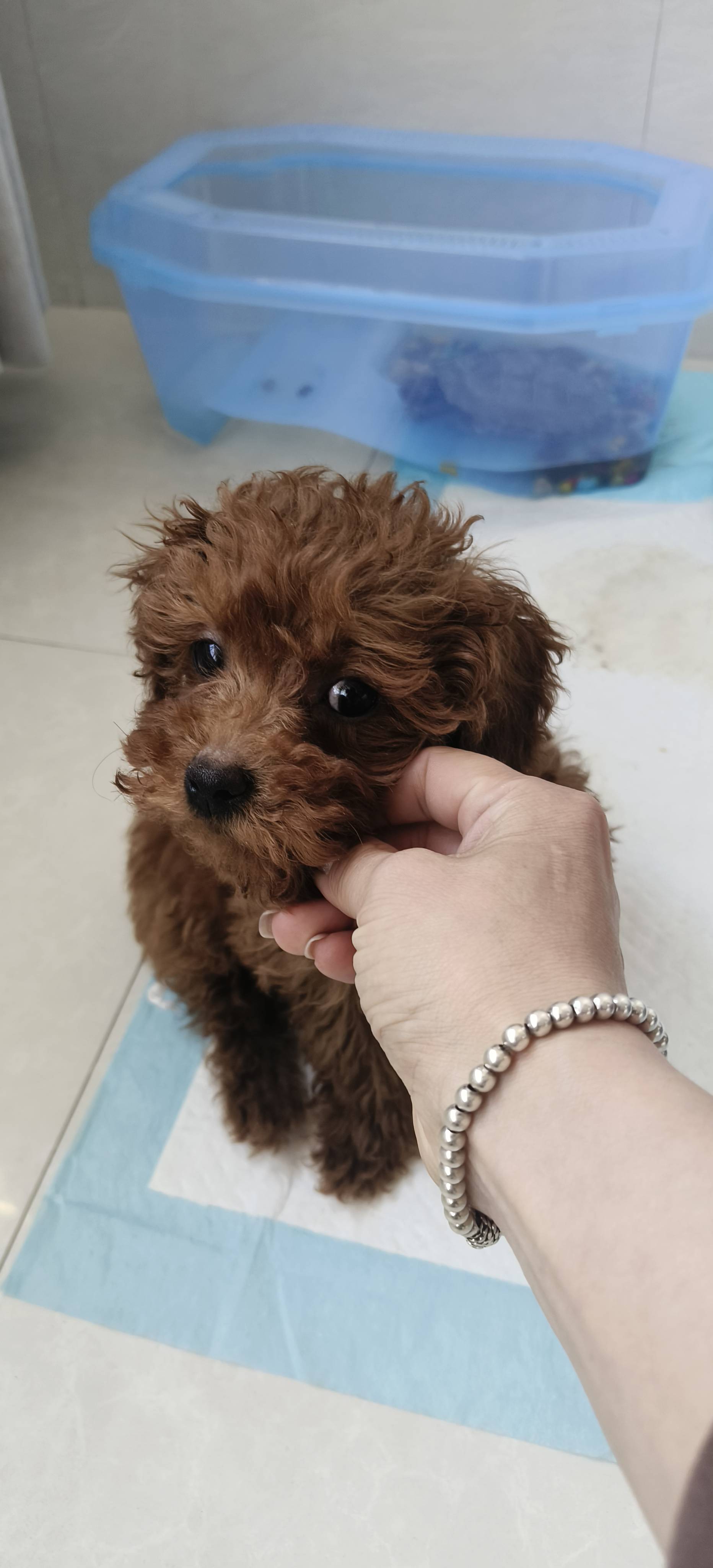 狗狗贵宾犬