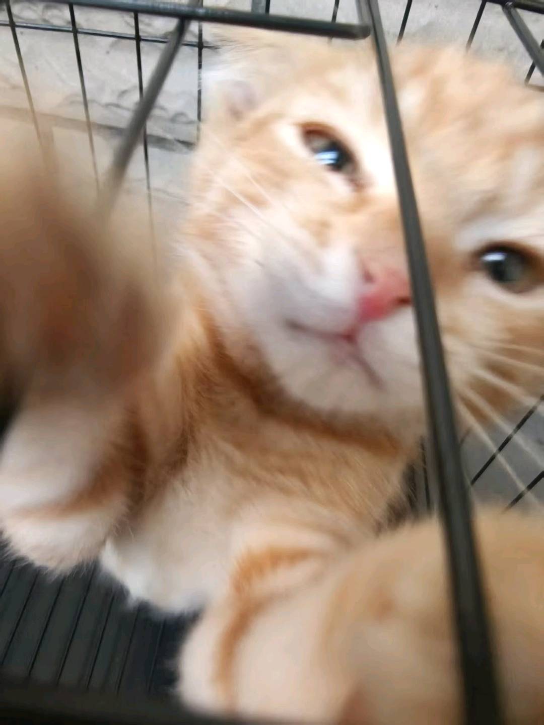 出售，有窝猫粮罐头