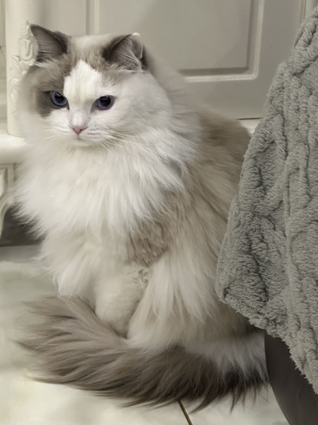 猫猫其它