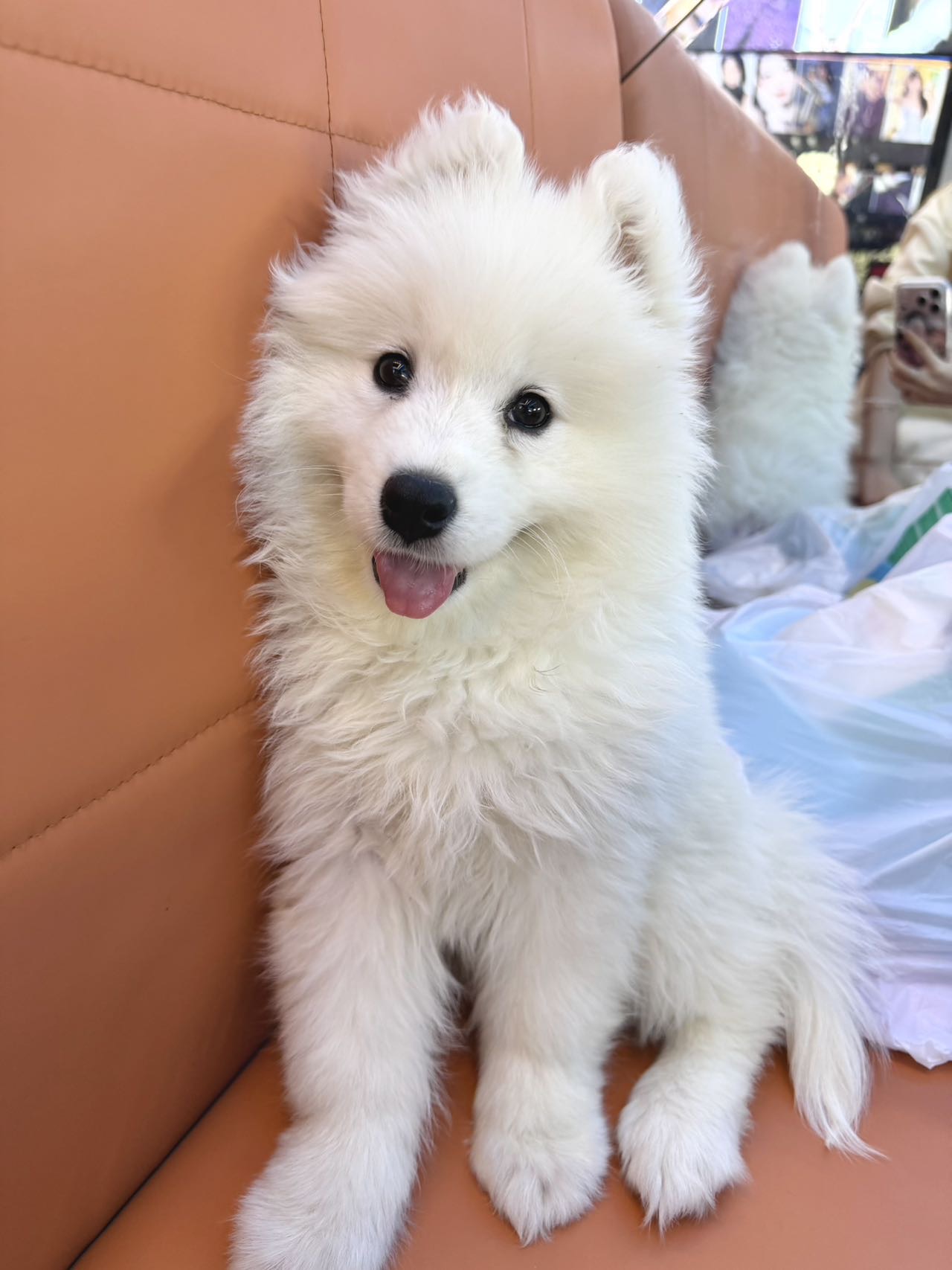 狗狗萨摩耶犬