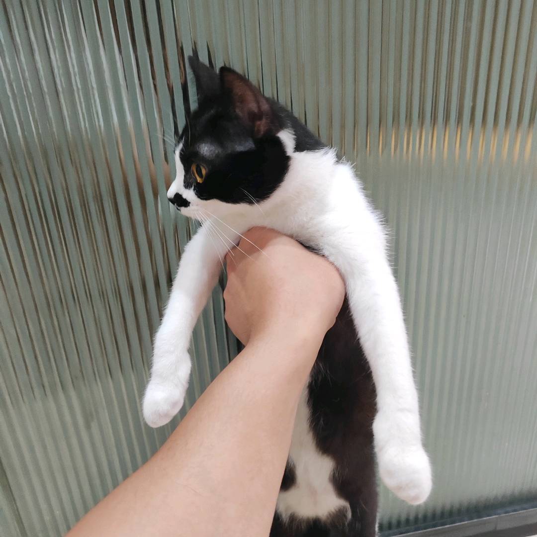 猫猫萌宠档案