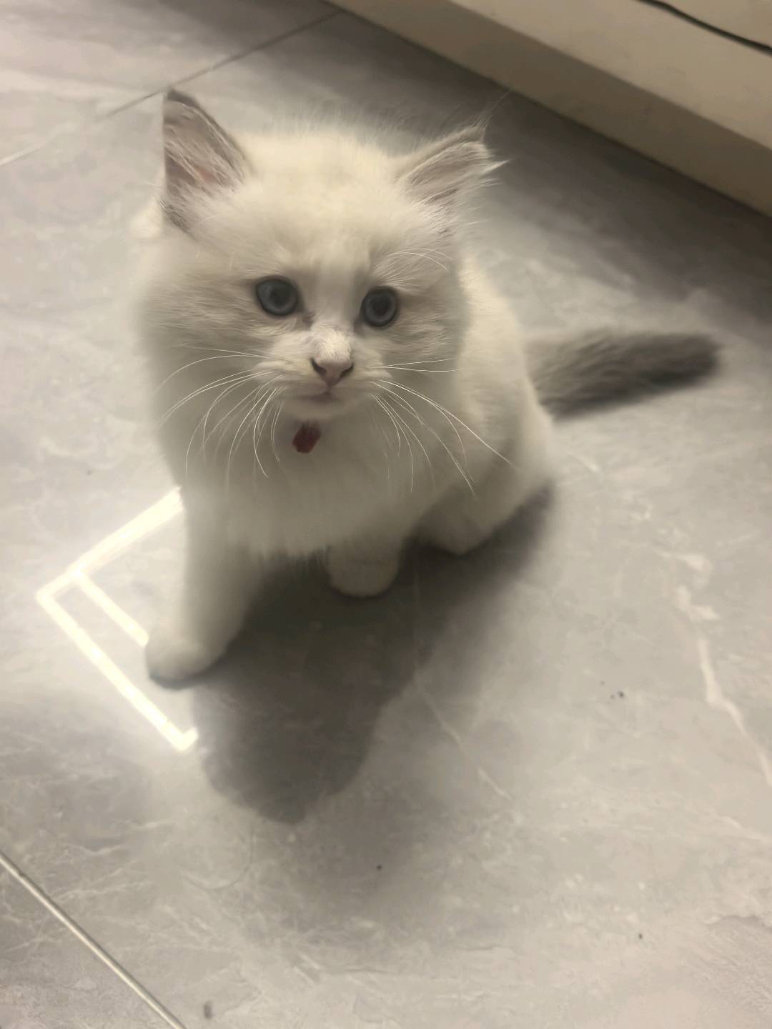 猫猫布偶猫