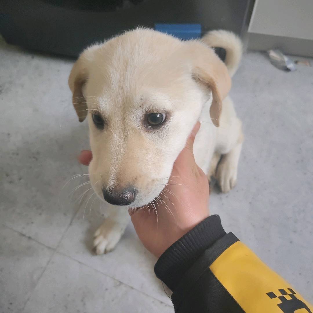 狗狗拉布拉多