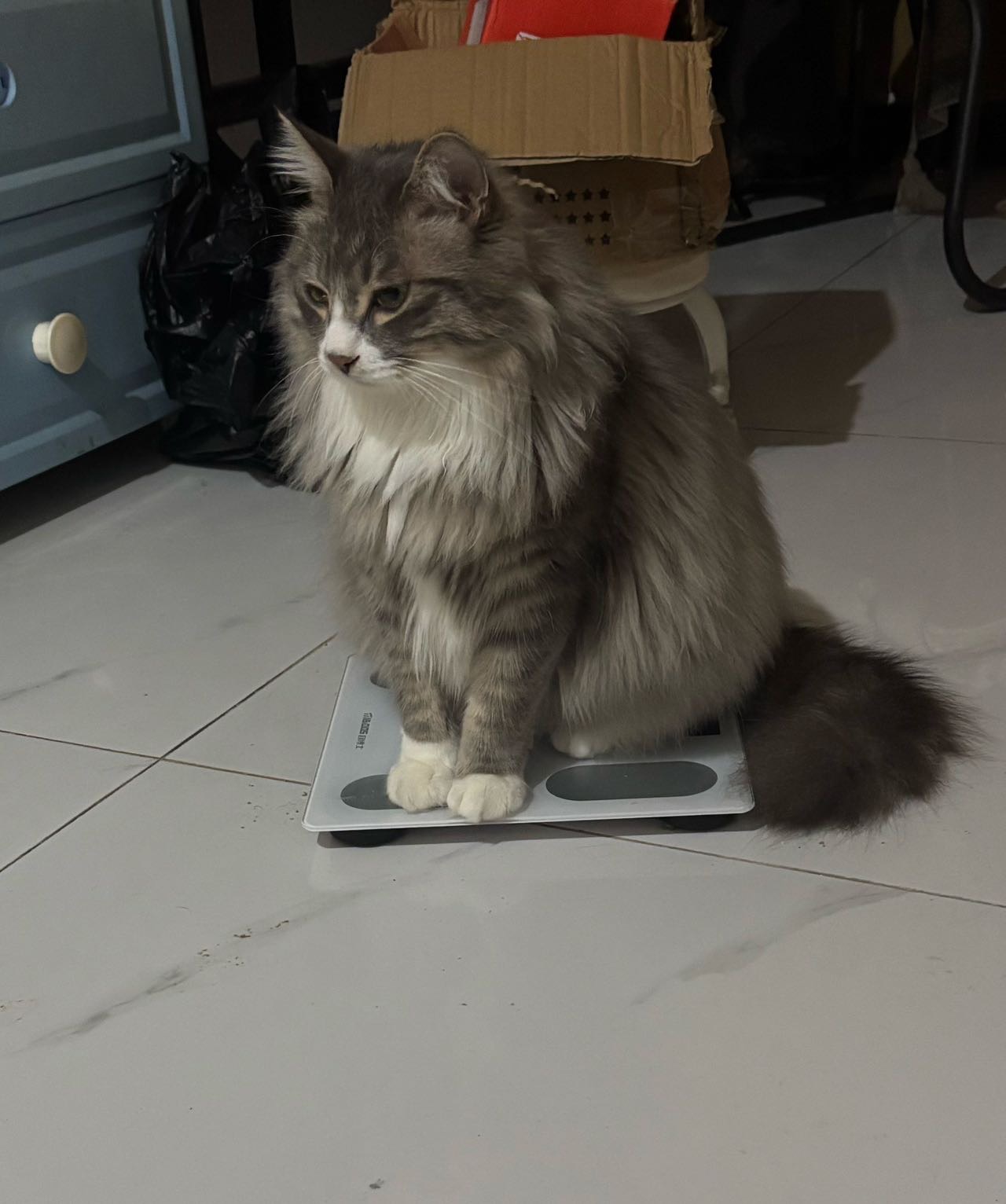 猫猫萌宠档案