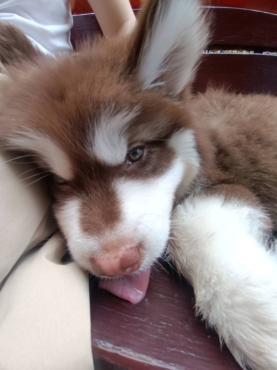 狗狗阿拉斯加雪橇犬