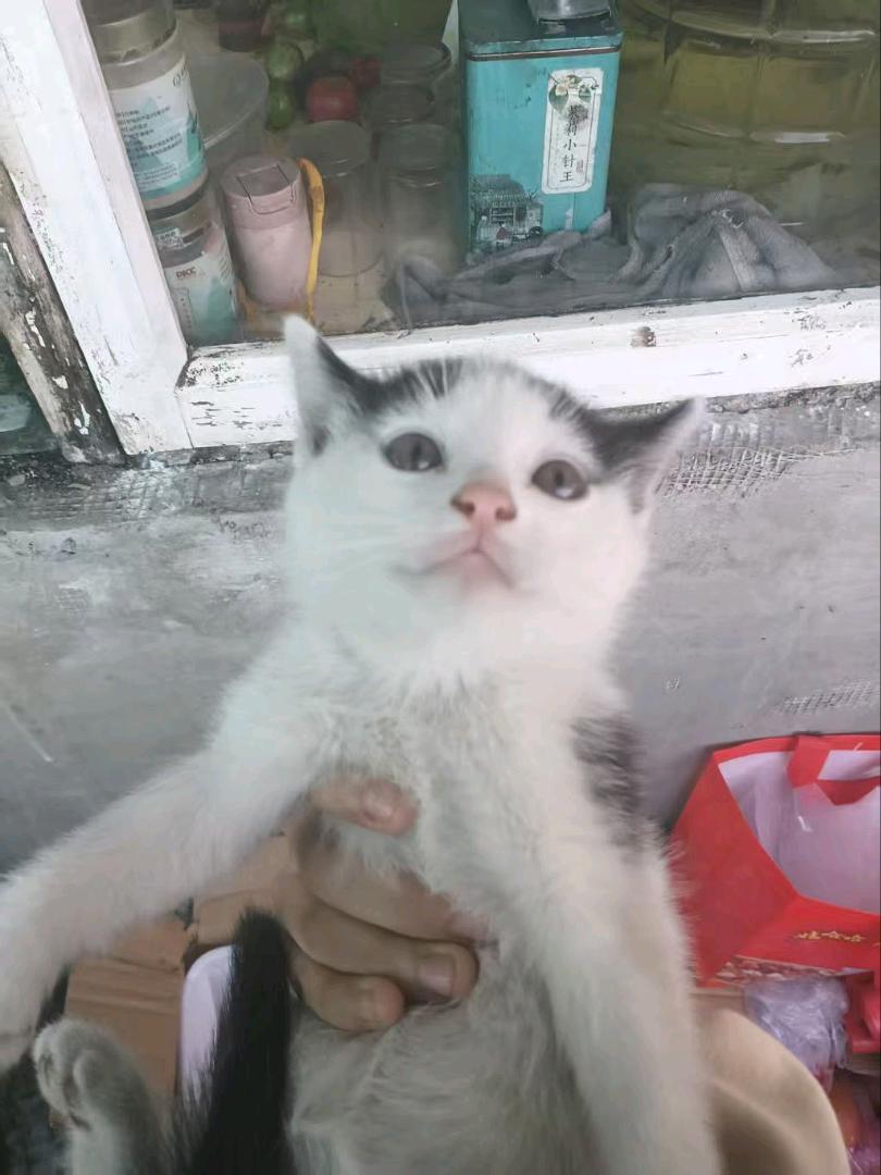 一个多月的小猫崽 希望找一个对她好 不弃养的主人