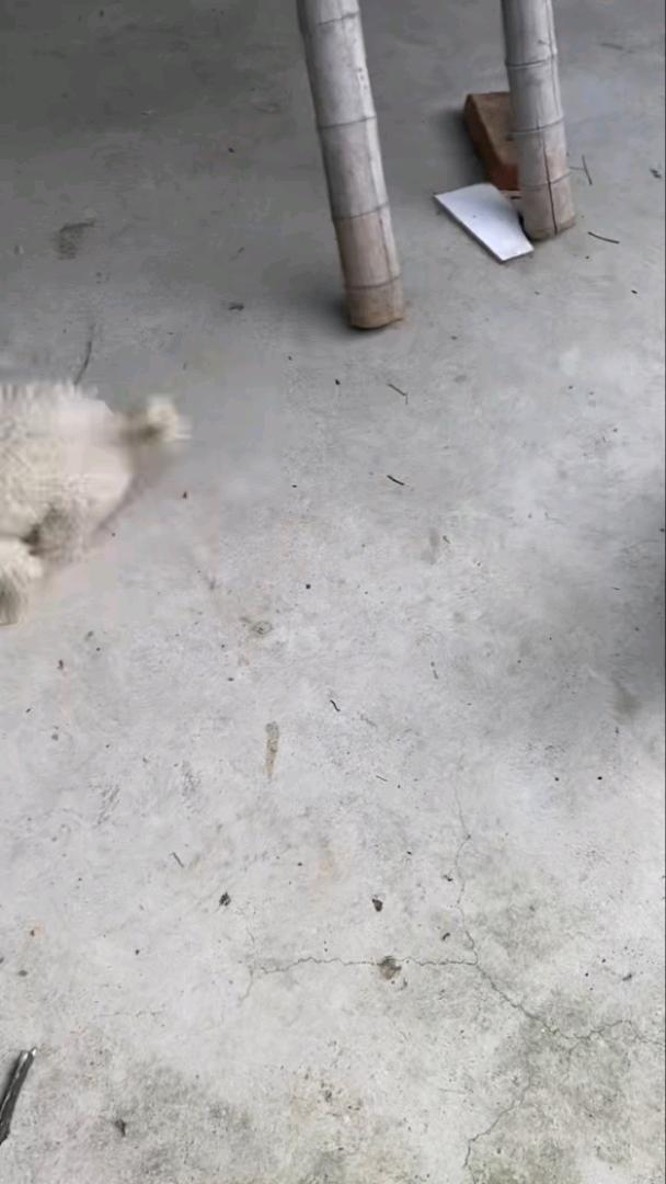 闲置详情