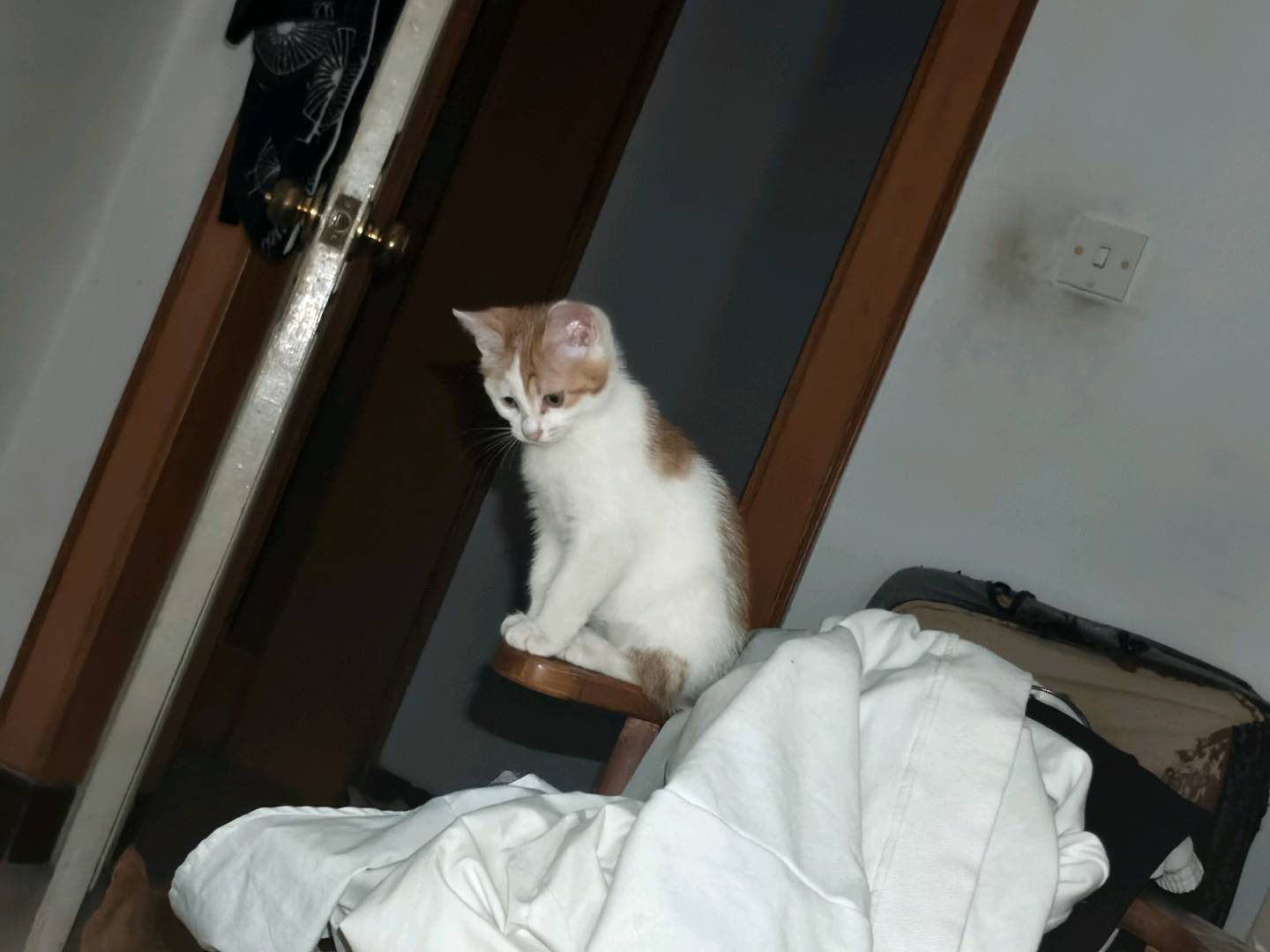 自家家猫下的小猫咪，两个多月，吃饭喝水用猫砂都会
