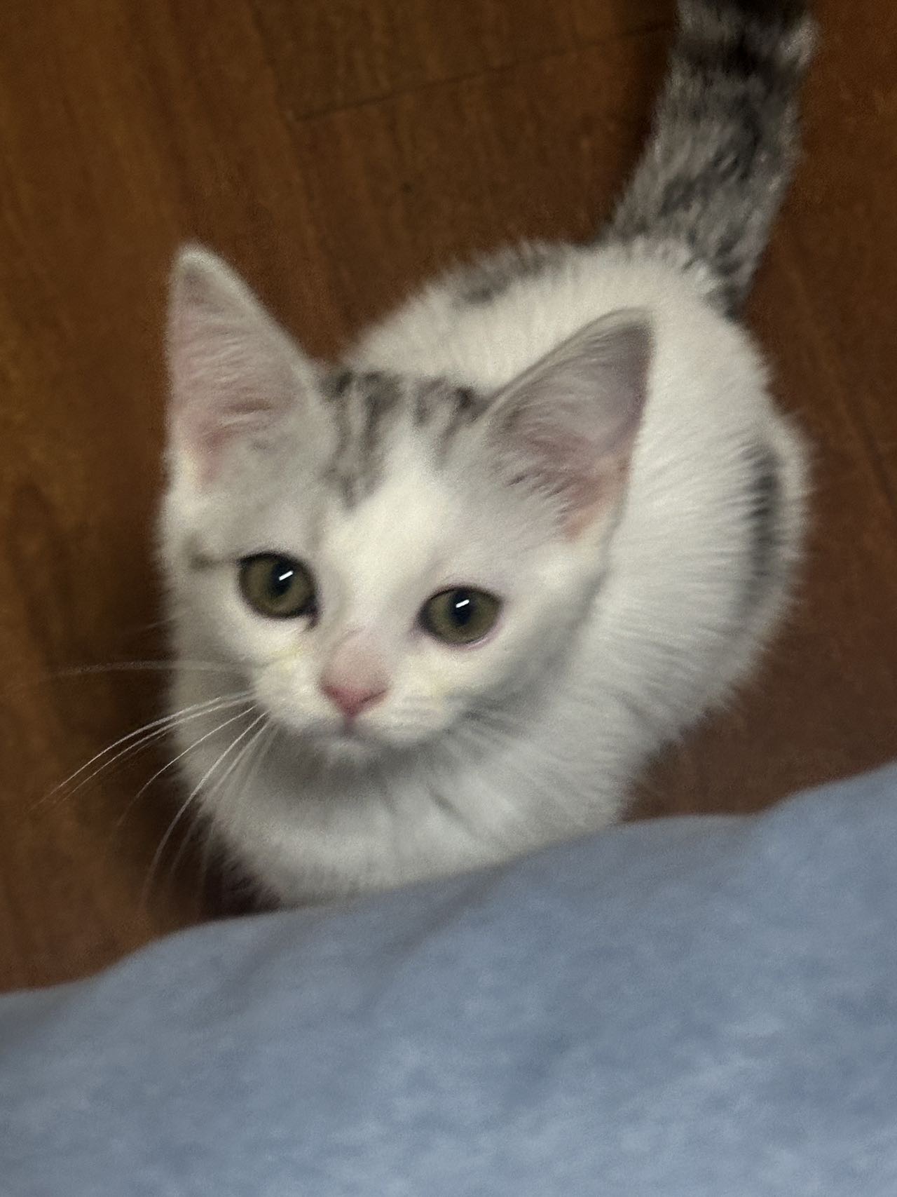 猫猫萌宠档案
