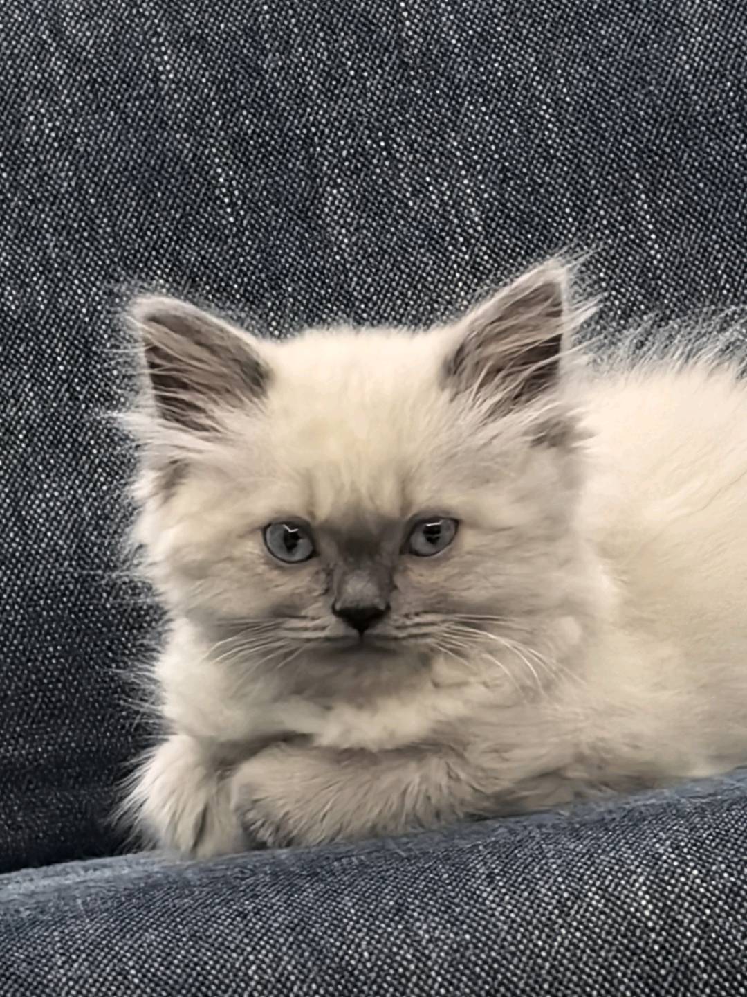 自家猫生的，现在家里猫太多，*张带走，包健康不健康可以退款，咸阳市秦都区可上门看猫
