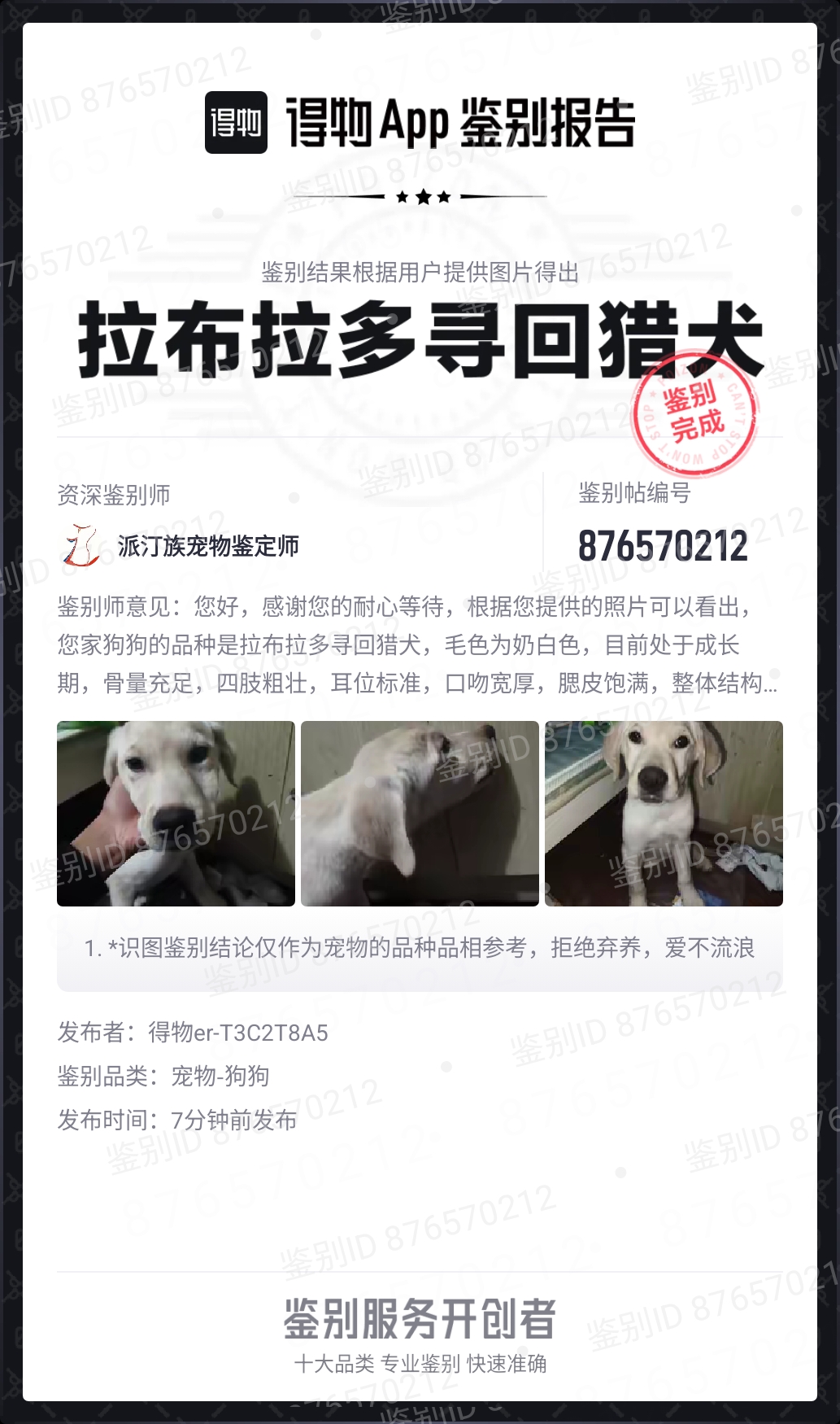 狗狗拉布拉多寻回犬