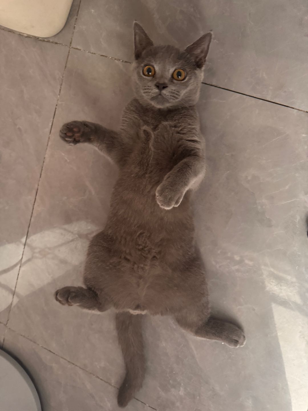 猫猫英国短毛猫