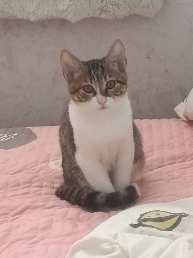 家里猫咪生的小猫
比较活泼调皮