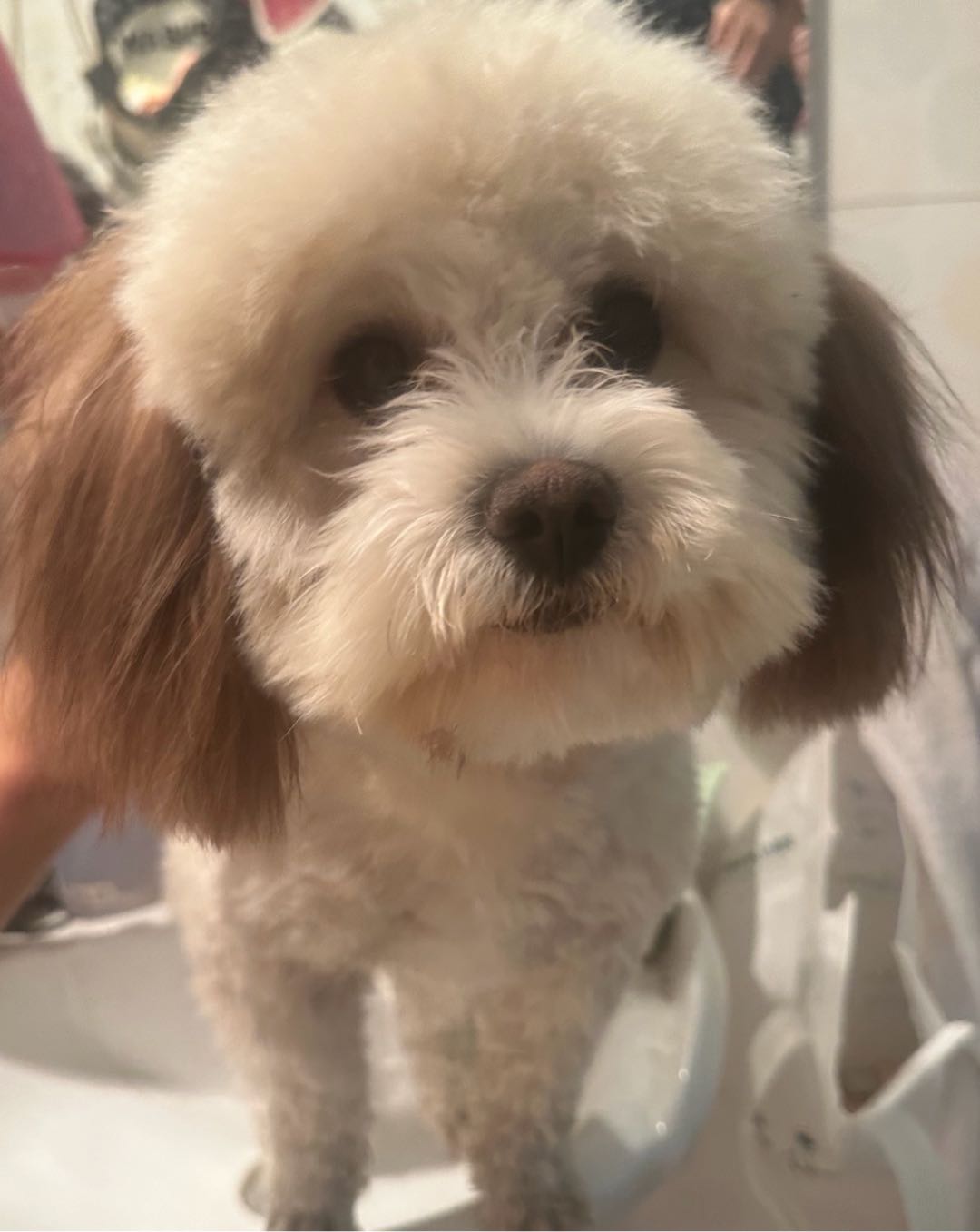 狗狗萌宠档案