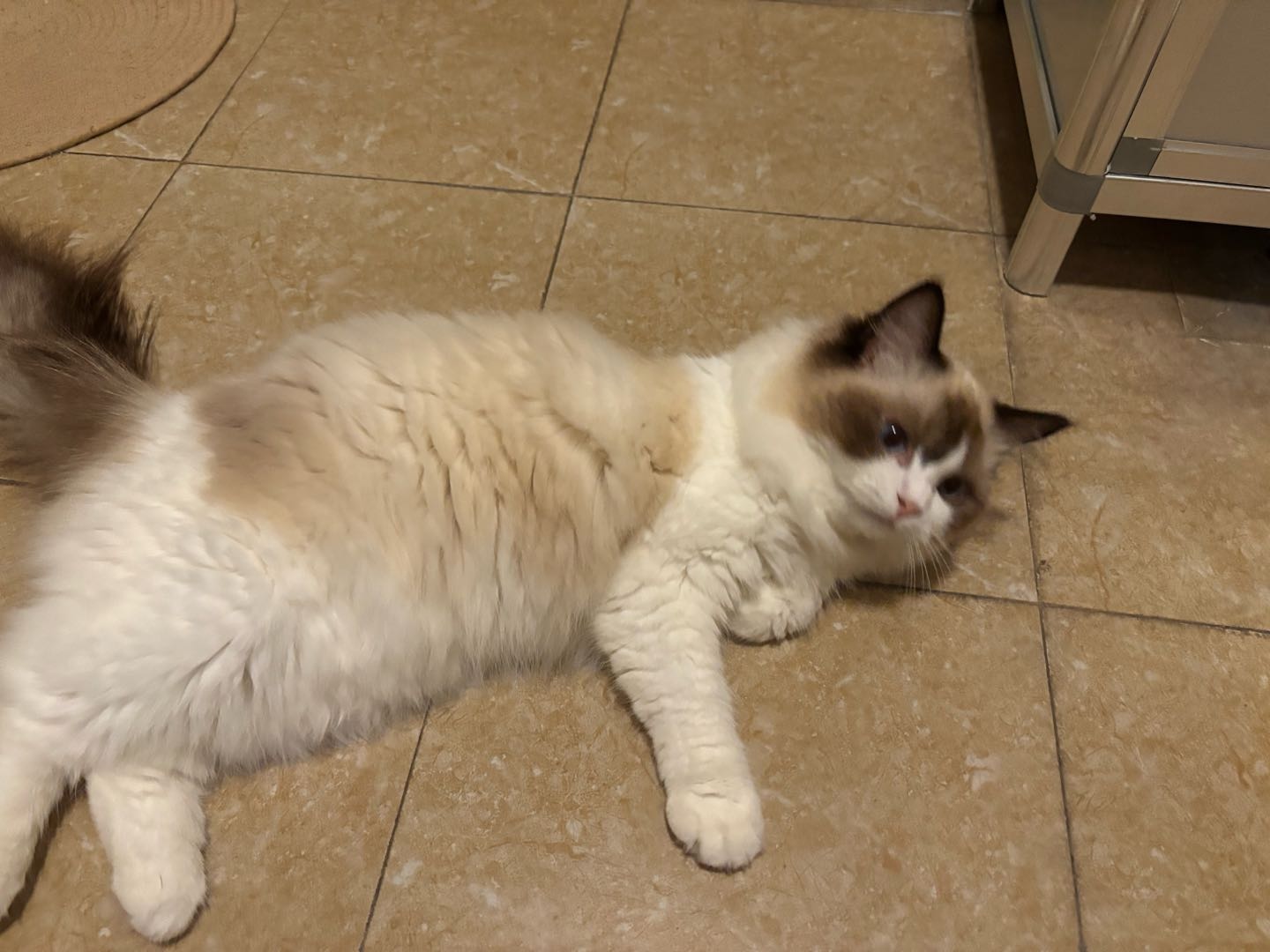 家养布偶猫，母，爆毛，长相好看，性格温顺粘人，喜欢躺平撒娇。
疫苗驱虫已做，身体健康，会用猫砂盆，饮食正常。
找负责任铲…