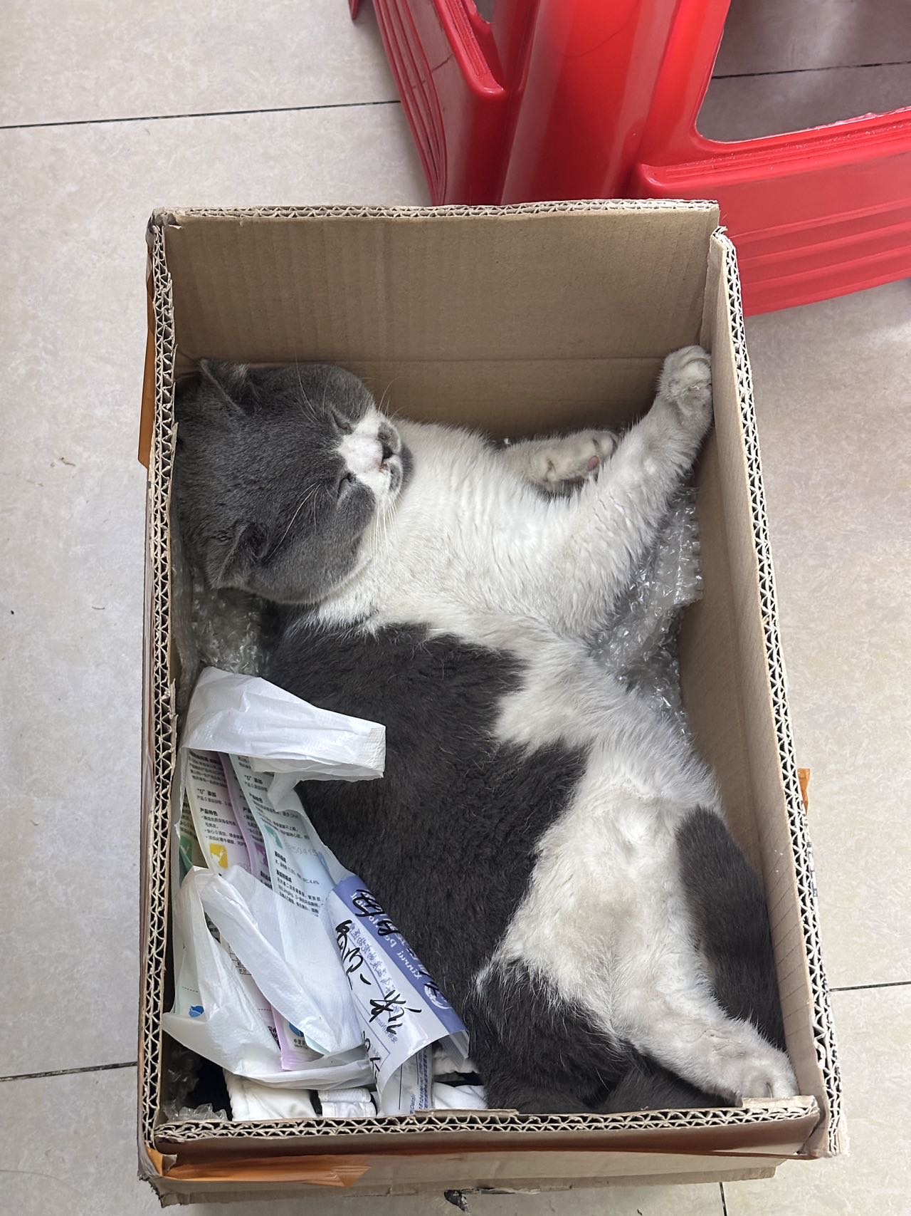 猫猫布偶猫