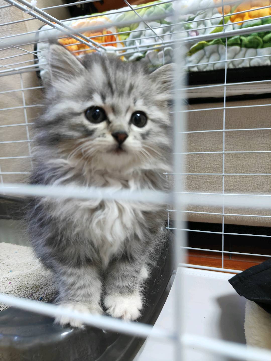 猫猫缅甸猫