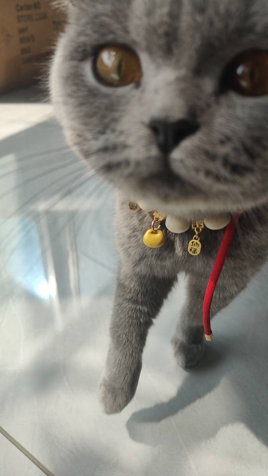 有没有喜欢英短蓝猫的，是自己亲人养的不要了，我帮它养了一个月，本来害怕动物，不敢养，给不了它很好的照顾，想找个爱宠物的人，让它幸福一生