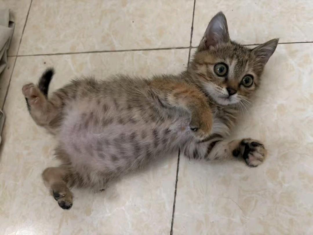 是捡到的小流浪，很乖很粘人，会吃猫粮，会用猫砂，已经驱虫，体检健康，*个月大，是妹妹，无偿送养，家里4猫*狗，太多了，目…
