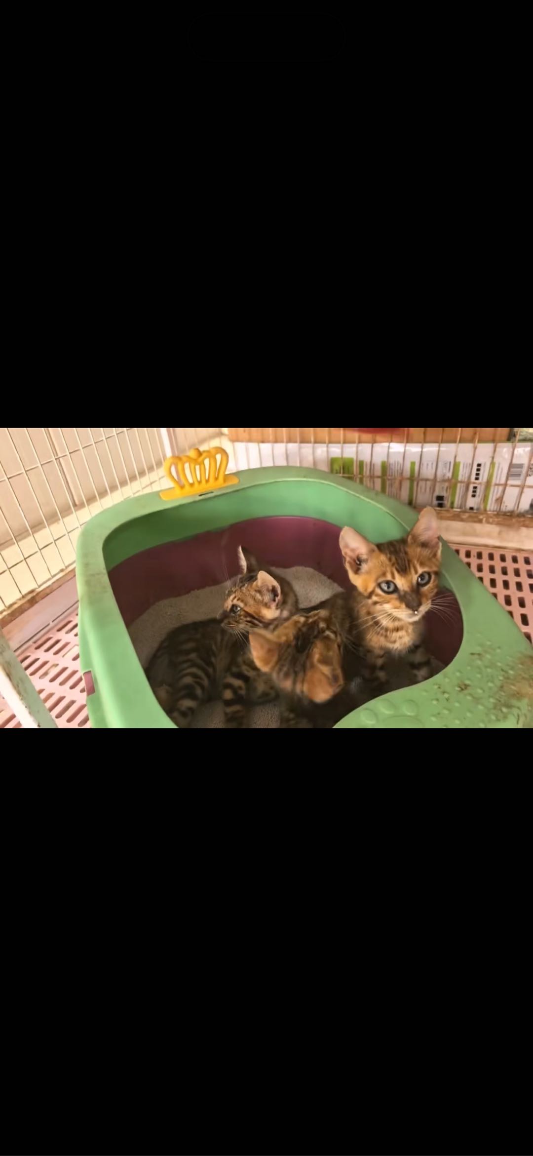 孟加拉豹猫喜欢的联系我  我发视频给你看