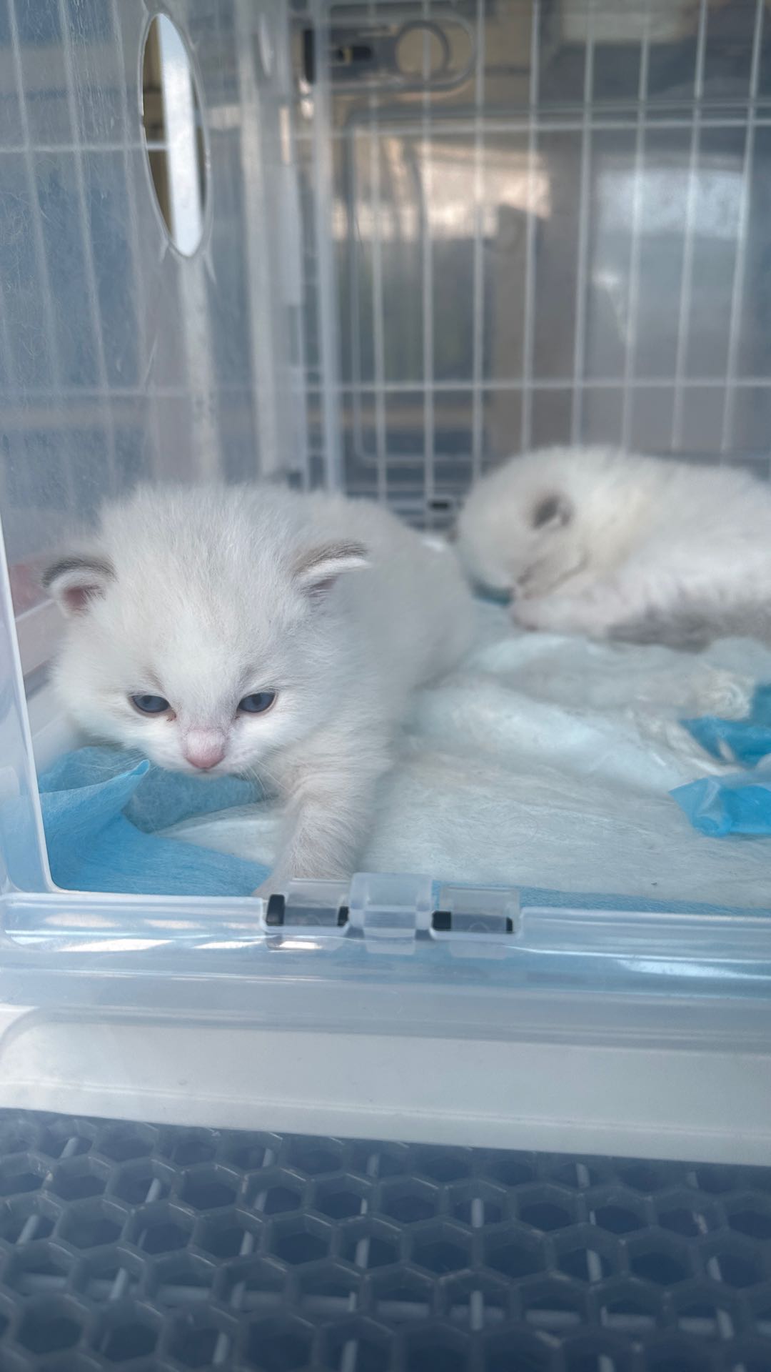 布偶幼猫，同城可以上门提猫