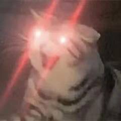 想领养一只小猫