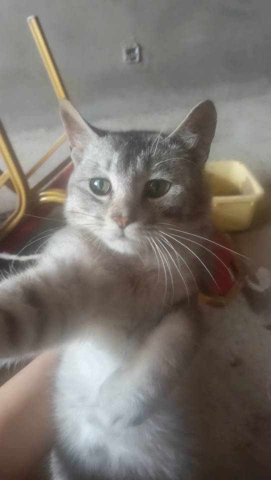 是一只中华田园猫，已经快1岁了，有点宠物猫的基因。
