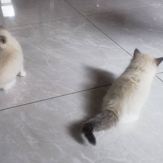 猫猫布偶猫