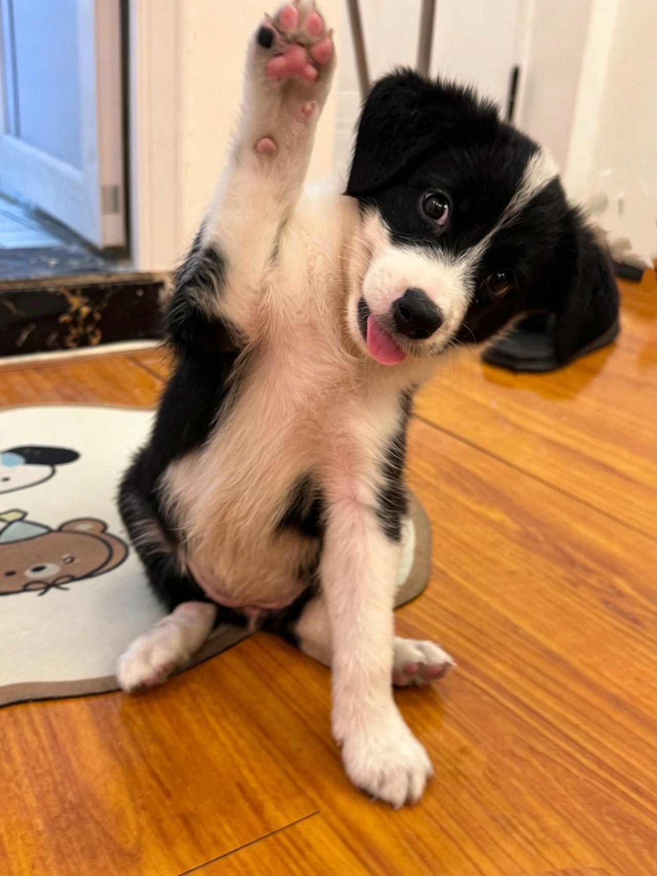 狗狗边境牧羊犬