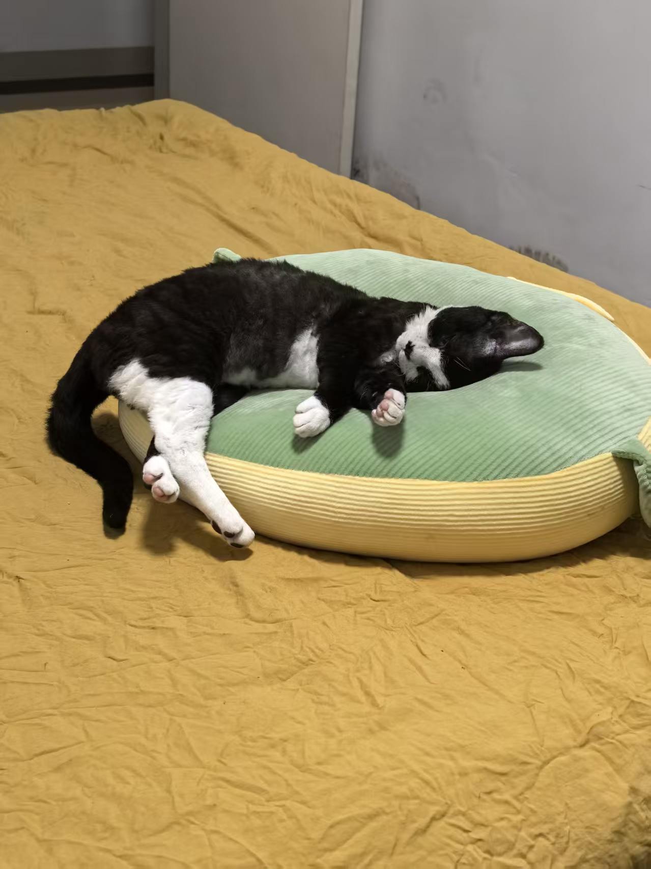 猫猫萌宠档案