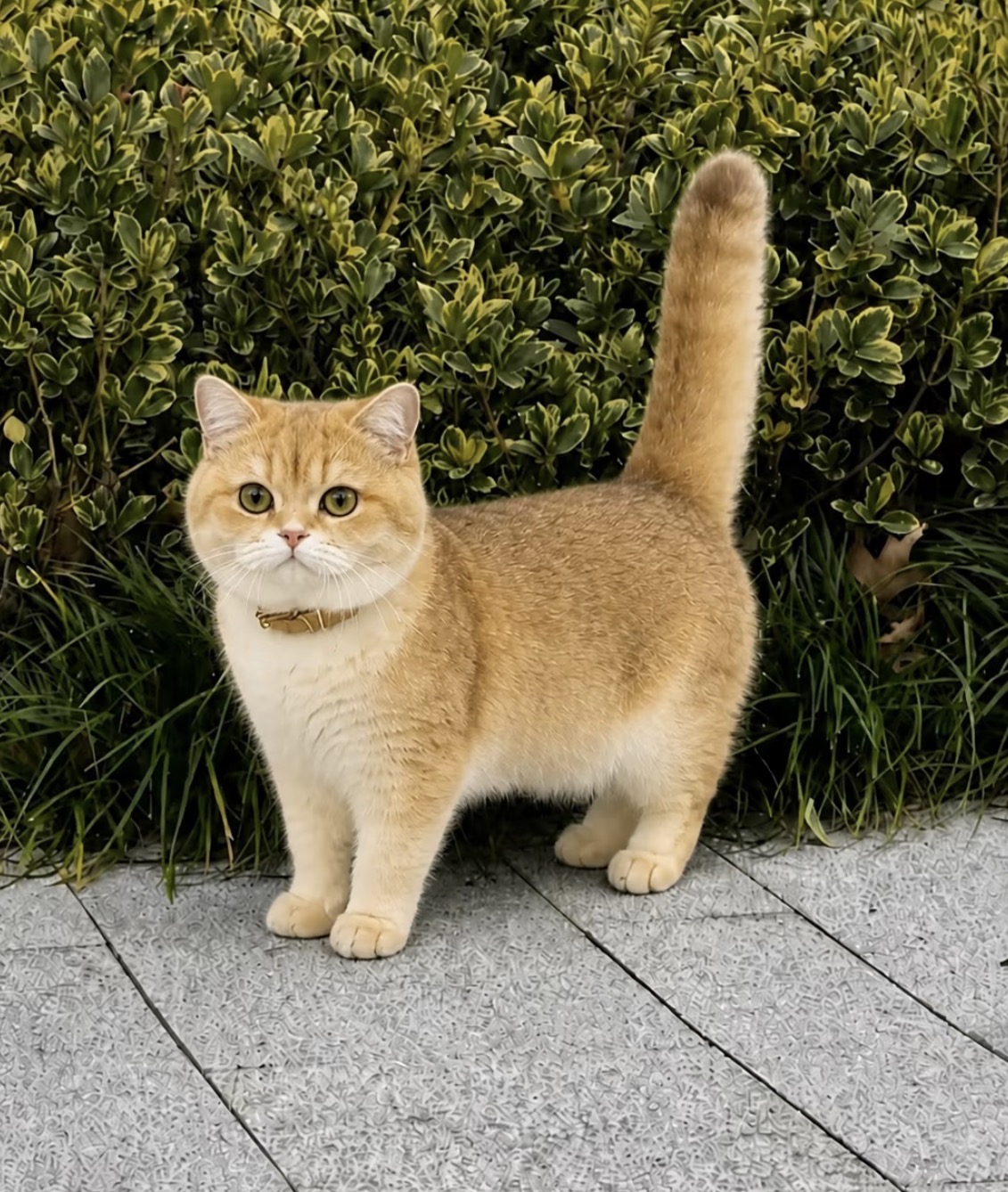 猫猫萌宠档案