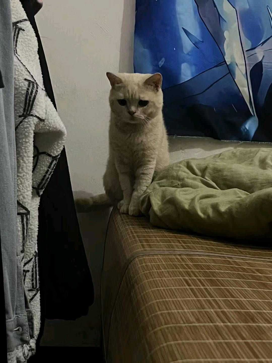 猫猫金渐层