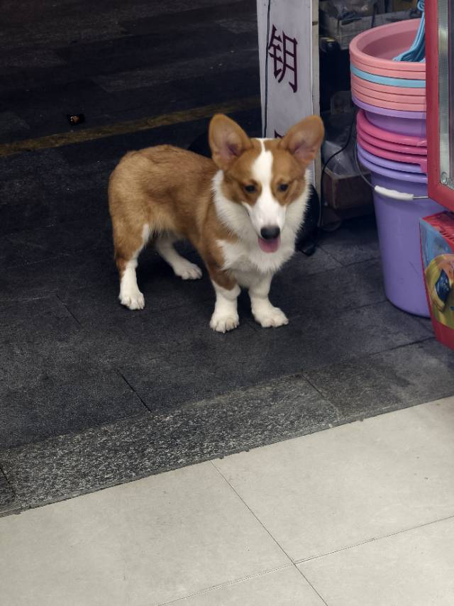 狗狗柯基犬