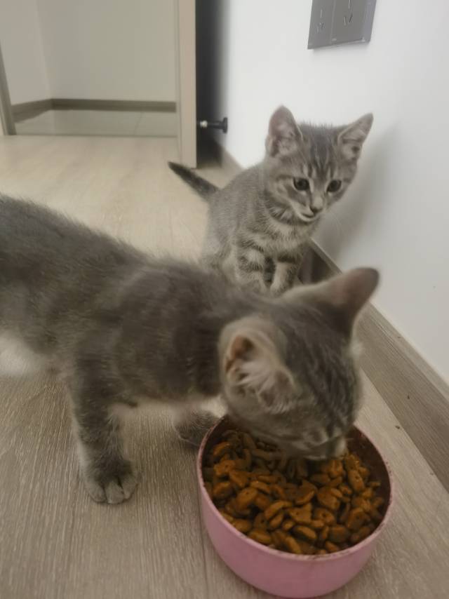 两月不到猫咪求领养